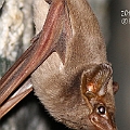 Taphozous georgianus (Common Sheath-tailed Bat) counted 5<br />Canon EOS 7D + EF400 F5.6L + SPEEDLITE 580EXII + Better Beamer